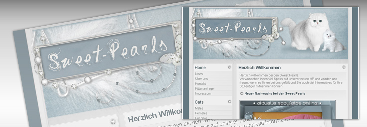 Sweet-Pearls - Perser u. ExoticShorthair Katzenzucht